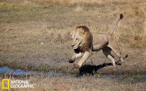 4. Rare maned lionesses explained (Source: sina.com.cn)