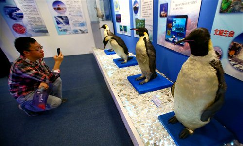 A visitor checks out a penguin exhibit on the opening day of the China Polar Museum in Pudong New Area. Photo: Yang Hui/ GT