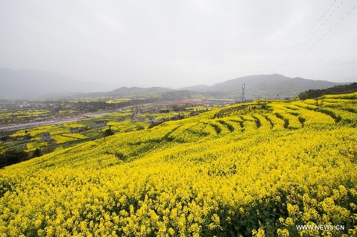 Photo taken on March 3, 2013 shows the scenery of rape flowers in Lietai Township of Yingjing County, southwest China's Sichuan Province. (Xinhua/Jiang Hongjing) 