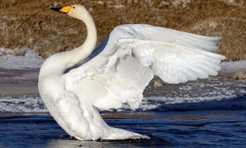 A white swan is seen on the Qinghai Lake, northwest China's Qinghai Province, Jan. 1, 2013. The improving environment of the Qinghai Lake has attracted more swans to spend the winter here. Photo: Xinhua