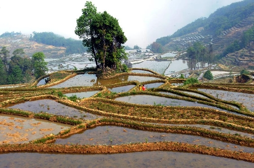 Photo taken on March 31, 2013 shows the scenery of terraced fields in Xinjie Township of Yuanyang County, Honghe Hani-Yi Autonomous Prefecture, southwest China's Yunnan Province. (Xinhua/Chen Haining) 