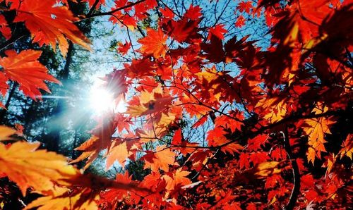 Photo taken on October 14, 2012 shows the maples on Guanmen Mountain in Benxi, Northeast China's Liaoning Province. Photo: Xinhua