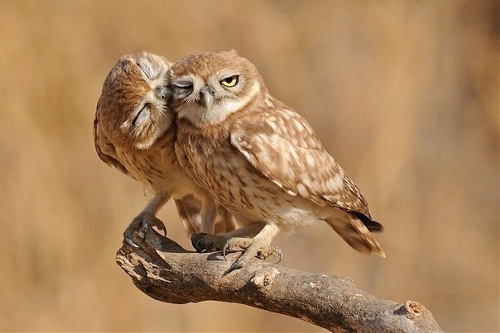 (Source: huanqiu.com)