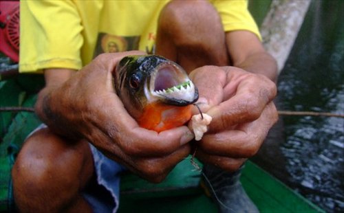 A piranha catch Photo:Chris Dalby/GT