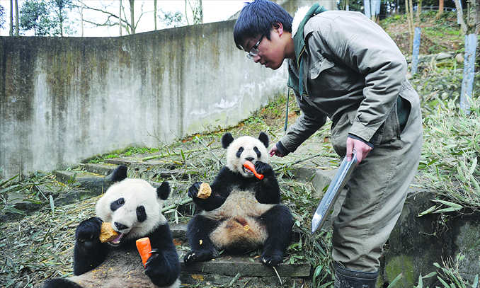Li feeds pandas with carrots and bread. Photo: CFP