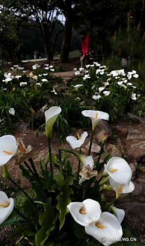 &nbsp;Arum lilies (Zantedeschia aethiopica) are seen in the Alishan Scenic Area in Chiayi, southeast China's Taiwan, March 26, 2013. (Xinhua/Xie Xiudong) 
