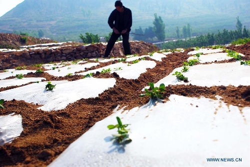 A farmer takes care of peanut seedlings covered with mulches in the field at Yangzhuang Village of Zaozhuang City, east China's Shandong Province, May 5, 2013. Farmers in central and eastern China are busy with planting crops as the summer approaches. (Xinhua/Liu Mingxiang)