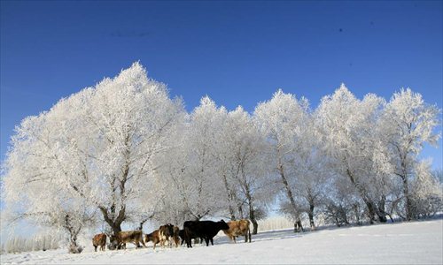 Photo taken on Dec. 6 shows the rime scenery at Xemirxek Town, Altay City, northwest China's Xinjiang Uygur Autonomous Region. Affected by the heavy snow and low temperature, Altay City received rime on Thursday. Photo: Xinhua 
