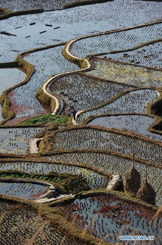 Photo taken on Feb. 3, 2013 shows the scenery of terraced fields in Kaili City of Qiandongnan Miao and Dong Autonomous Prefecture, southwest China's Guizhou Province. (Xinhua/Lai Xinlin) 