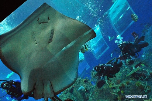 Divers get close-up looks of marine animals in the Marine Life Park of Singapore's Resorts World Sentosa (RWS), May 21, 2013. RWS Marine Life Park debuts its Open Ocean Dive which offers certified divers the opportunity to get close with marine animals. (Xinhua/Then Chih Wey) 