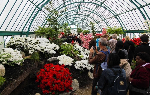 Residents and tourists visit the Royal Greenhouse of Laeken in the royal garden in Brussels, capital of Belgium, May 10, 2013. The Belgian royal family opens its greenhouses in the royal garden with wide variety of flowers to the public for three weeks every year. (Xinhua/Zhou Lei) 