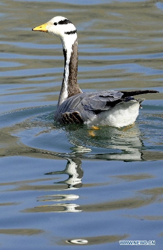 A bar-headed goose swims on a lake in the Longwangtan Park in Lhasa, capital of southwest China's Tibet Autonomous Region, March 6, 2013. Thanks to the efforts by Lhasa citizens to protect wild birds, the number of bar-headed geese in the city has been rising. (Xinhua/Chogo) 