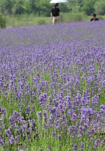 Photo taken on May 25, 2013 shows lavender flowers in Xuelangshan forest park in Wuxi, east China's Jiangsu Province. Over 100,000 lavender plants here attracted numbers of tourists. (Xinhua/Luo Jun) 