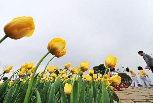 People enjoy themselves at a tulip field in the garden landscape park of Liuzhou city, South China's Guangxi Zhuang Autonomous Region, February 7, 2013. Photo: Xinhua