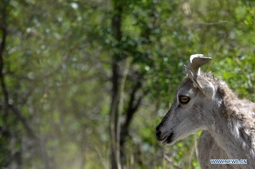  A blue sheep looks on in the Helan mountain area in northwest China's Ningxia Hui Autonomous Region, May 30, 2013. Helan mountain area has become world's heaviest inhabited area for blue sheep as the number reached over 20,000 currently due to enhanced wildlife reservation. (Xinhua/Li Ran) 