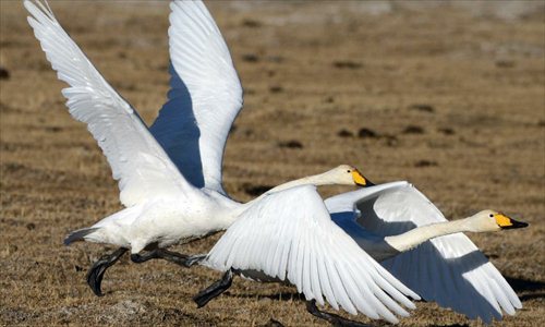 White swans fly along the Qinghai Lake, northwest China's Qinghai Province, Jan. 1, 2013. The improving environment of the Qinghai Lake has attracted more swans to spend the winter here. Photo: Xinhua