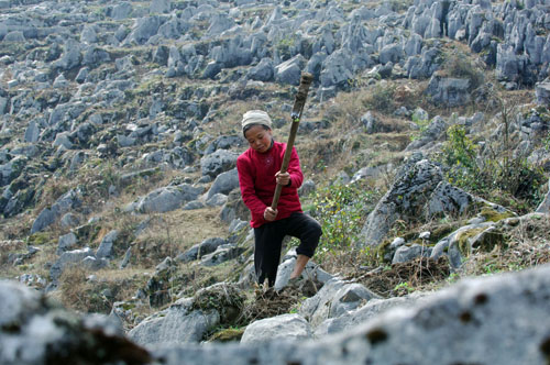 A villager attemps to plough a plot in a stony area in Huishui county, Southwest China's Guizhou Province. Photo: CFP