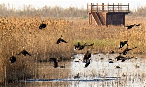 Wildlife now thrives at the Chongming Dongtan Birds National Nature Reserve. Photo: CFP