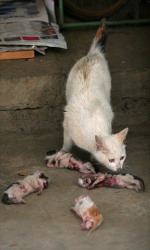 A distressed mother cat returns to her home in Kunming, Yunnan Province, to find her kittens mauled and killed. Photo: CFP
