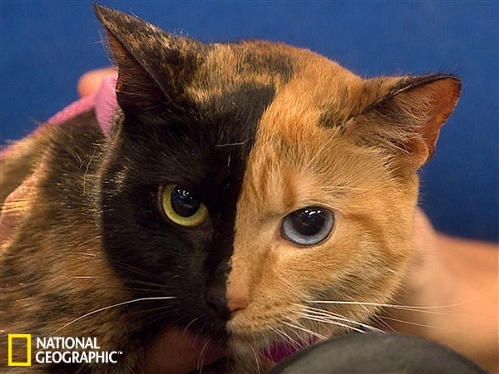8. Two-faced cat a mystery (Source: sina.com.cn)