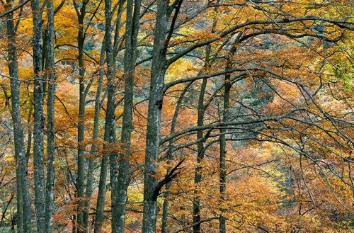 Photo taken on October 20, 2012 shows a view on the Guangwu Mountain in Nanjiang County, Southwest China's Sichuan Province. The mountain has 12 natural scenic areas and 333.3 square kilometers of virgin forest. Photo: Xinhua