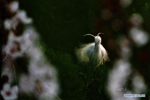 A white egret is seen at the wetland of Hongze Lake in Sihong County, east China's Jiangsu Province, March 23, 2013. (Xinhua/Xu Chenghong)