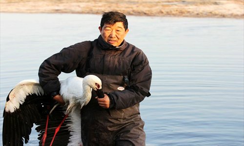 A volunteer carries a stork for treatment at Beidagang reservoir in Tianjin on November 11. Photo: Courtesy of Liu Lianjun
