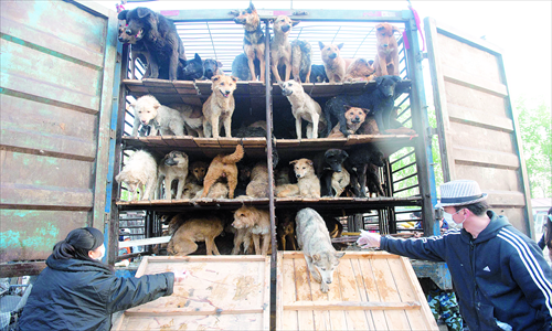 Volunteers in Beijing rescue more than 500 dogs from a truck on its way to dog meat restaurants in the north. Photo: CFP