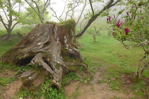 Located in the northeast of Jiayi in Taiwan Province, Ali Mountain is the general name of the 18 hills including Zhu Hill and Tower Hill. The highest peak is Tower Hill with a height of 2,663 meters. Ali Mountain is renowned for its five rare sights including the sunrise, the Ali Mountain forest railway, the famous Alishan sacred tree, the grand sea of clouds, and fragrant cherry blossom. (Photo:China.org.cn)