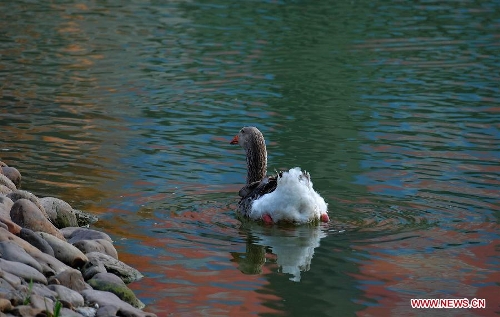 A waterfowl swims in the Three Gorges Reservoir in Yunyang County in southwest China's Chongqing, March 30, 2013. Improved environment near the reservoir has allowed superb conditions for birds to live. (Xinhua/Chen Jianhua)