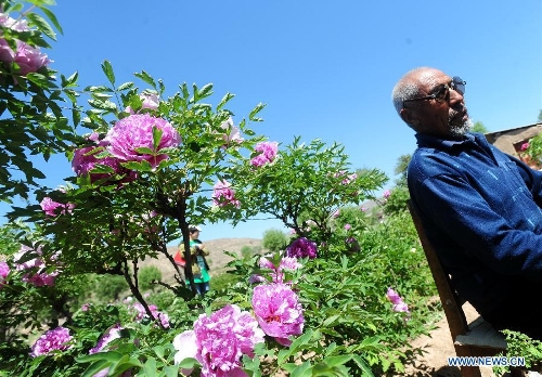 A villager takes a rest among peony flowers in Caojiaping Village of Lintao County, northwest China's Gansu Province, May 11, 2013. The blooming peony flowers attracted lots of tourists to visit. (Xinhua/Nie Jianjiang) 