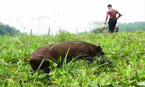 A wild boar munches on a farmer's crops in a field at Taiyangsi village, in Wuhan, Hubei Province. Photo: IC