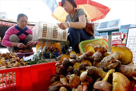 Vendors sort out wildlife mushroom products around a stand at the Shuimuhua Market in Kunming, Southwest China's Yunnan Province on Sunday. The market, the largest trading center for wild mushrooms in the city, kicks off its annual trading season in May. Photo: CFP