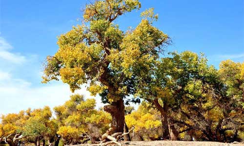 Photo taken on Oct. 1, 2012 shows scenery of populus euphratica forests in Ejina Banner, north China's Inner Mongolia Autonomous Region. Photo: Xinhua