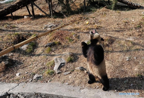 Three-year-old female Giant Panda 