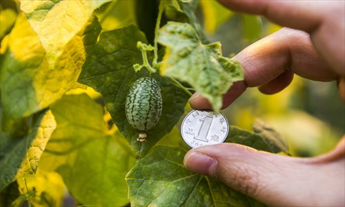 Thumb-sized watermelon cucumbers Photo: Li Hao/GT
