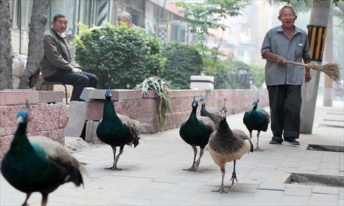 A 76-year-old man surnamed Men takes his six peacocks for a stroll near his home in Beijing’s Chaoyang district. Men said his tiny flock has four males and two females, each worth 5,000 yuan ($790.50). Men takes his peacocks into the streets on sunny days, attracting much attention from his neighbors. Photo: CFP