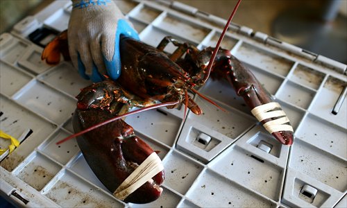 A large lobster is seen at Three Sons Lobster and Fish on Saturday in Portland, Maine, US. A mild winter and warmer than usual spring caused lobsters to shed their shells six weeks earlier than usual which resulted in an overabundance of lobsters in the Northeastern US that has driven down prices to record lows. Lobstermen hope to make at least $4 a pound to turn a profit, but prices this year have been as low as $1.25 a pound. Photo: AFP