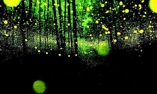 Five thousand fireflies at Qingdao Zhongshan Park in Shandong Province died just three days after they arrived from Guangxi Zhuang Autonomous Region. Photo: Xinmin.cn