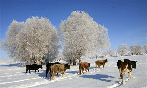 Photo taken on Dec. 6 shows the rime scenery at Xemirxek Town, Altay City, northwest China's Xinjiang Uygur Autonomous Region. Affected by the heavy snow and low temperature, Altay City received rime on Thursday. Photo: Xinhua 
