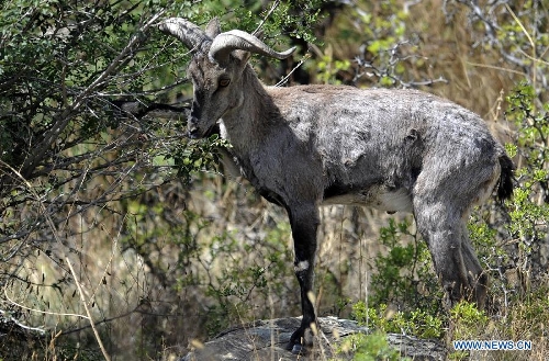  A blue sheep is seen in the Helan mountain area in northwest China's Ningxia Hui Autonomous Region, May 30, 2013. Helan mountain area has become world's heaviest inhabited area for blue sheep as the number reached over 20,000 currently due to enhanced wildlife reservation. (Xinhua/Li Ran) 