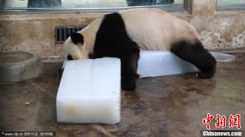 A giant panda lies on a block of ice to cool itself in a zoo in Wuhan, Central China's Hubei Province on July 11, 2012. Photo: CFP