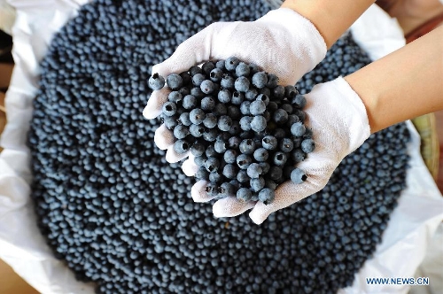 A Farmer shows harvested blueberries in Jianshan Village, the Yongchuan District of Chongqing, southwest China, May 21, 2013. Blueberry production in the village reached 10, 000 kilograms in 2012, bringing a production value of more than 2 million yuan (320,000 dollars).(Xinhua/Li jian) 