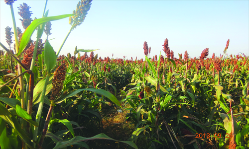 Red sorghum filmed at the scene Photo: Wei Xi/GT