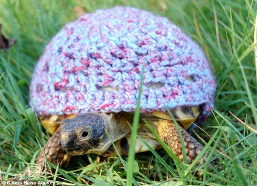 Canadian Katie Bradley has created hand-crocheted tortoise and turtle jumpers to keep pet turtles warm. (Photo Source: huanqiu.com)