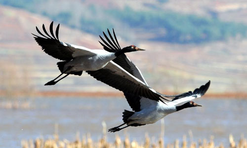 Two black-necked cranes fly over the Nianhu Lake in Huize County of Qujing City, southwest China's Yunnan Province, December 13, 2012. A good many black-necked cranes chose to spend this winter on the wetlands near the lake thanks to the comfortable environment here. Photo:Xinhua