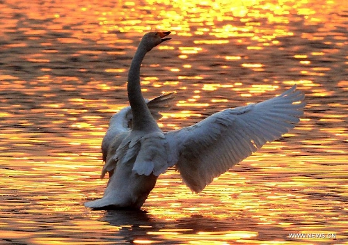 White swans are seen at the Yellow River wetland in Sanmenxia, central China's Henan Province, Jan. 5, 2013. (Xinhua/Wang Song) 