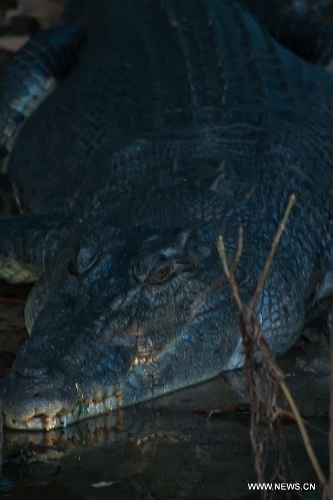 Photo taken on May 25, 2013 shows a crocodile at the Kakadu National Park of Australia. The Kakadu National Park is a protected area in the northern area of Australia. The cultural and natural values of the Kakadu National Park were recognized internationally when the park was inscribed onto the UNESCO World Heritage List. (Xinhua/Qian Jun)
