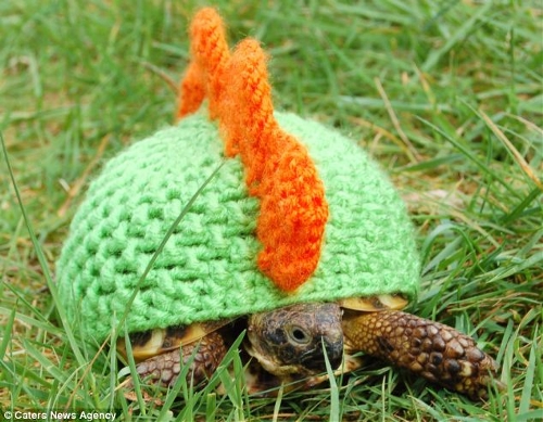 Canadian Katie Bradley has created hand-crocheted tortoise and turtle jumpers to keep pet turtles warm. (Photo Source: huanqiu.com)