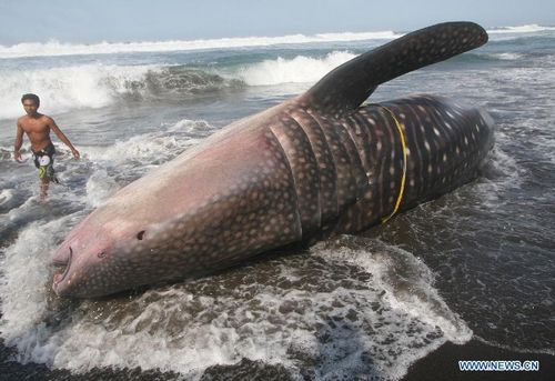 A resident walks past a 9-meter-long whale shark stranded on Parangkusumo beach in Bantul of Yogyakarta, Indonesia, August 4, 2012. This is the second whale shark stranded on Indonesian beach while migration, according to the coordinator of the local NGO. Photo: Xinhua